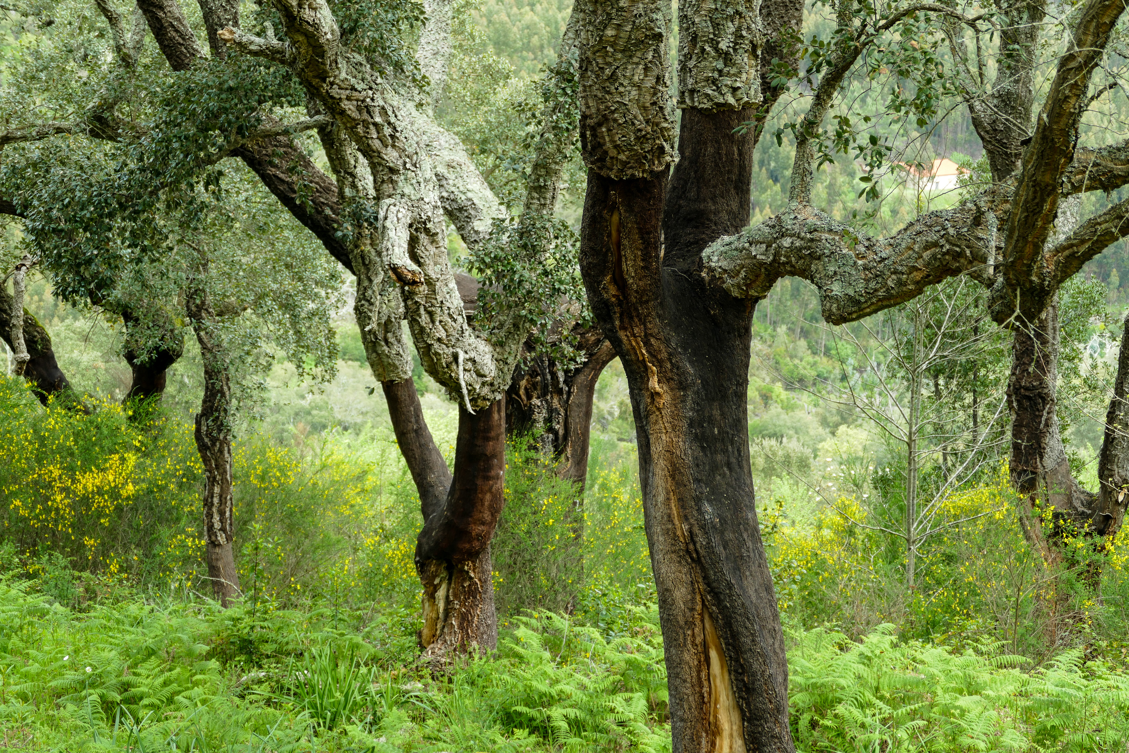 Korkeichen, Serra de Monchique